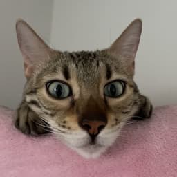 Cocks's profile picture